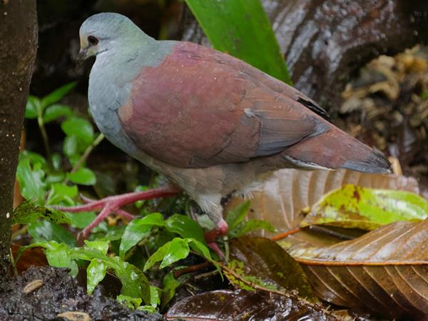 <h3><a href="/trips/costa-rica/biota/animalia/chordata/aves/026 columbiformes/001 columbidae/geotrygon costaricensis/geotrygon costaricensis-nl.html">Geotrygon&nbsp;costaricensis</a> / Buff‑fronted&nbsp;quail‑dove / Costaricaanse&nbsp;kwartelduif</h3>OM-1 Mark II met OLYMPUS M.150-400mm F4.5, 1/2000 sec  bij F4.5, ISO 8000, afstand 8.37&nbsp;m